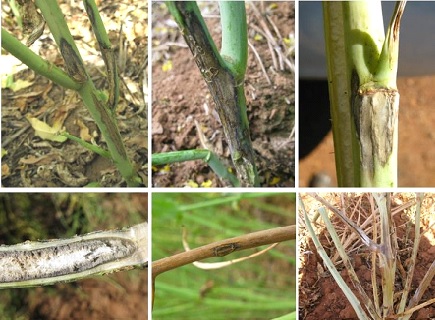 Figure 1.  Examples of various blackleg symptoms in the upper canopy of canola plants.