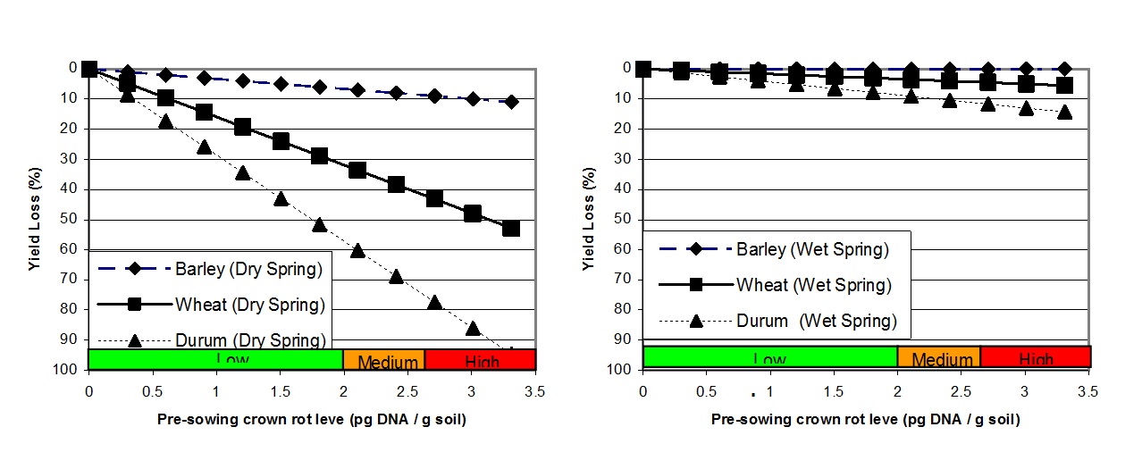Figure 1. A graphical representation of the relative effect of increasing pre-sowing crown rot inoculum levels, as determined using PreDictaB, on grain yield loss (%) in three cereal crops in seasons with below average (left) and above average (right) combined September and October rainfall using 26 data sets collected in Victoria and South Australia, 2005 to 2010 (Hollaway et al. 2013).