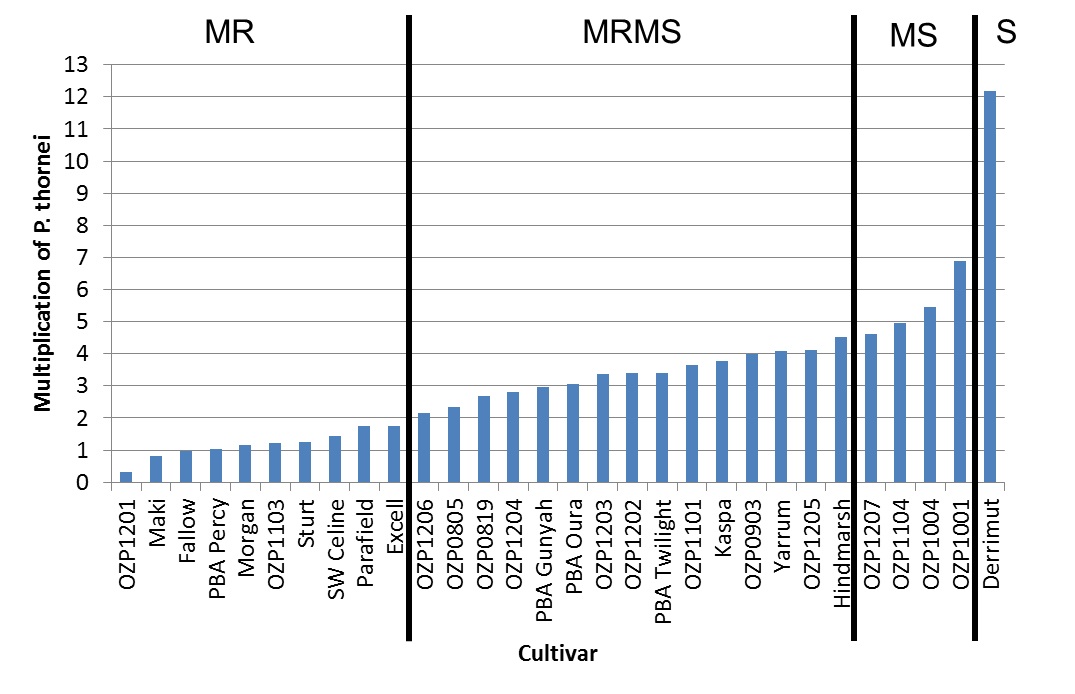 Figure 5. Multiplication rates of Pratylenchus thornei (and provisional resistance ratings) in the presence of field pea cultivars compared to a fallow, susceptible wheat (DerrimutA), and a MRMS barley (HindmarshA). 