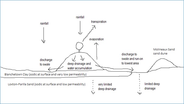 Figure 1: Water movements and simplified Mallee stratigraphy.  