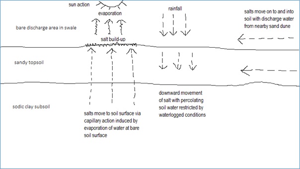 Figure 2: Salt movement within a swale soil in a bare discharge seepage area.