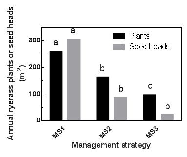 Figure 1. Annual ryegrass plant numbers and seed heads following three management strategies in RT canola at Neuarpurr, Vic. MS1 = simazine pre, clethodim + atrazine post; MS2 = simazine pre, Roundup Ready herbicide post, Roundup Ready herbicide plus atrazine post; MS3 = Rustler® plus Avadex® Xtra pre, Roundup Ready herbicide post, Roundup Ready herbicide plus atrazine post, Weedmaster® DST crop top. Bars with different letters for each measurement are significantly different (p = 0.05).