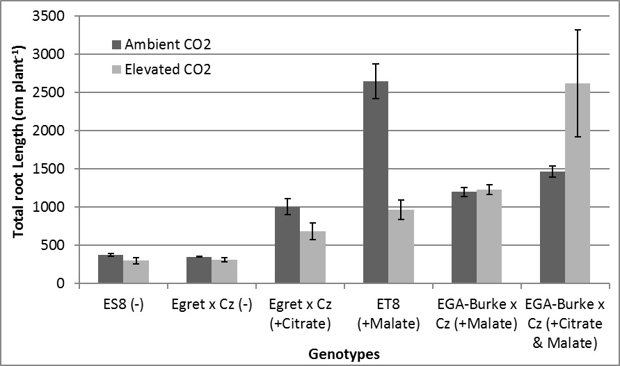 Figure 2. Total root length of six wheat genotypes grown under ambient and elevated CO2. Cz = Carazinho, (-) = sensitive line, (+Citrate) = citrate efflux, and (+Malate) = malate efflux. Error bars represent ± standard error (n=4).