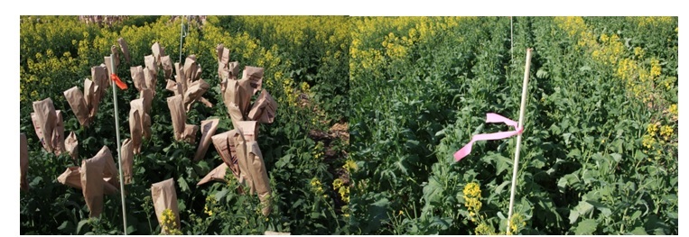 Figure 1. The two methods of inflicting simulated aphid damage. Bagging racemes to prevent normal development, used in 2013 only (left), and cutting racemes (right).