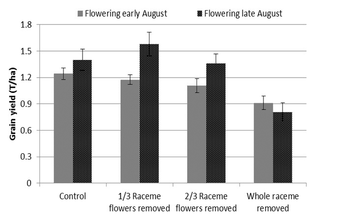 Figure 3. Mean canola yield for treatments enacted soon after first flower during early August (5 sites) and late August (3 sites). Bars denote treatment SE.