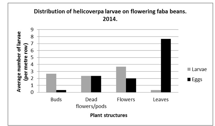 Figure 6. Location of eggs and larvae on different structures in flowering faba beans.