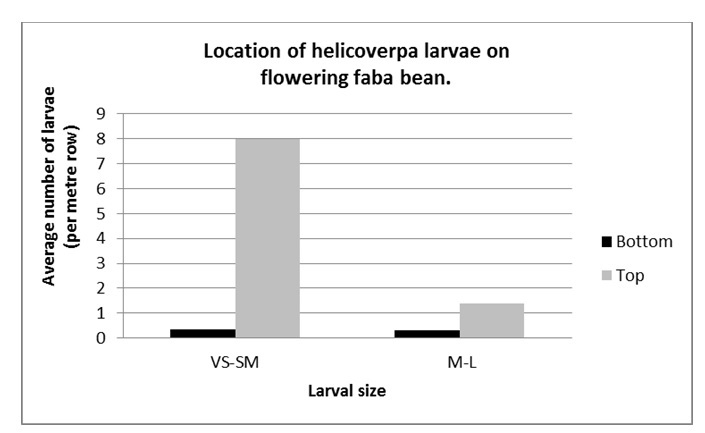 Figure 7. Smaller larvae are more abundant in the top part of a flowering faba bean crop (flowers, buds and terminal) than the lower portion (pods).