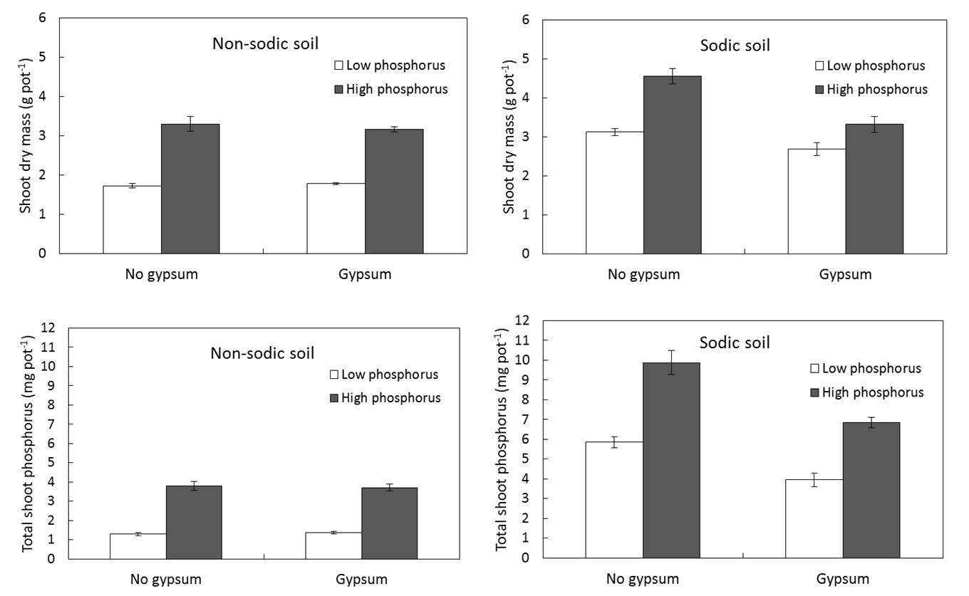 Figure 4. Growth and P uptake of cotton grown in sodic and non-sodic Vertosol in pots following application of P and gypsum.