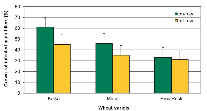 Figure 1. Average of crown rot infected main tillers in three wheat varieties sown on-row or off-row. Vertical bars are least significant difference (lsd).