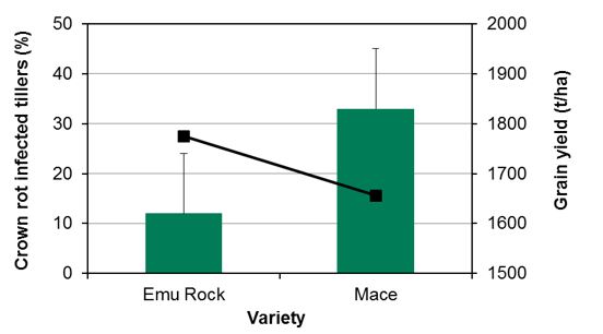 Figure 3. Average incidence of crown rot infected main tillers (green bars) and grain yield (line) for two wheat varieties at Lake Grace. Vertical bars are least significant difference (lsd) for crown rot incidence. 