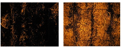 Figure 1. Soil surface disturbance created by KHart triple disc with rippled Yetter coulter (80%; left) compared with JD 90 series single disc (<35%; right). Percentage soil surface disturbance (%) was determined by using fluorescent pigment Blaze-Orange & digitial image analysis software.