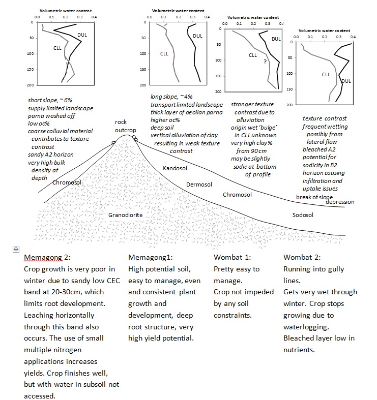 Figure 3. Preliminary schematic for relative slope positions of four soils in Young granodiorite hills.