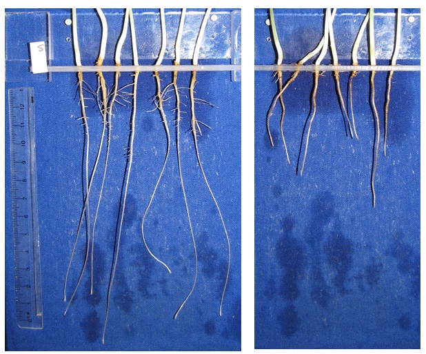 Plate 3.  Cowpea root growth where adequately supplied with calcium (left) and plants grown at the same Ca concentration, but with sufficient Mg to induce Ca deficiency.  Note that the Ca deficient roots are not only much shorter, but also that lateral root growth is severely impacted.  Although not apparent in this plate, Ca deficient plants cannot produce healthy root hairs, and this will profoundly impact the plants’ capacity to capture nutrients like phosphorus.  Direct Na toxicity