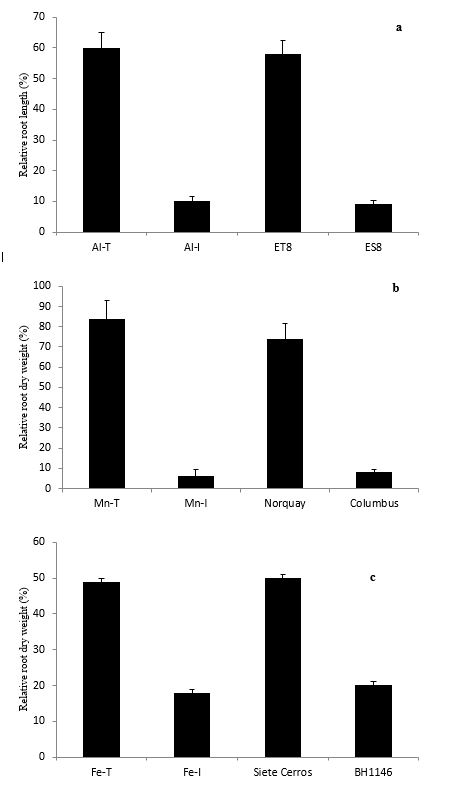Fig. 1. Response of wheat genotypes contrasting in (A) Al, (B) Mn and (C) Fe tolerance compared with the reference genotypes (ET8: Al-tolerant; ES8, Al-intolerant; Norquay, Mn-tolerant; Columbus, Mn-intolerant; Siete Cerros, Fe-tolerant; BH1146, Fe-intolerant) grown in nutrient solutions with high-to-toxic concentration of Al, Mn or Fe. 