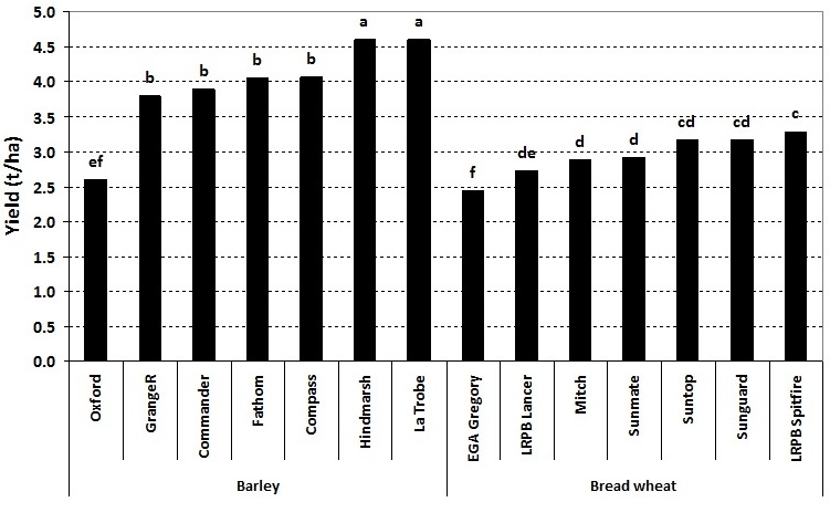 Figure 1. Yield of seven barley and seven bread wheat varieties in the presence of high crown rot infection – Tamworth 2014 (Values are the average of 20th May and 10th June sowing dates; bars followed by the same letter are not significantly different at the 95% confidence level)