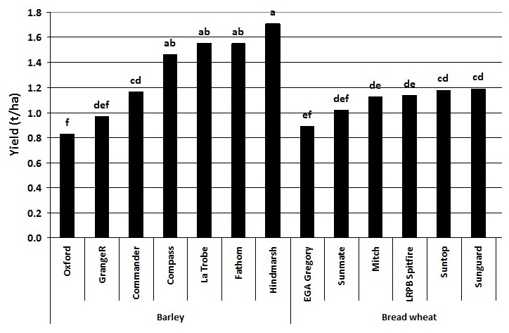 Figure 2. Yield of seven barley and seven bread wheat varieties in the presence of high crown rot infection – Garah 2014 (Values are the average of 2nd May and 12th June sowing dates; bars followed by the same letter are not significantly different at the 95% confidence level)