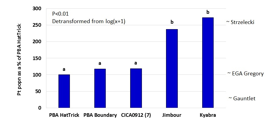 Figure 5. Comparison of Pt population remaining between desi varieties as a % of PBA HatTrick , 2010-2014. All varieties evaluated in all 9 trials except CICA0912 (only 7 trials) The position of the wheat varieties on the RHS of the graph indicate our best current estimate of comparison between these varieties for Pt build-up.  This data has been generated where desi chickpeas and wheat have been grown at the same trial site.
