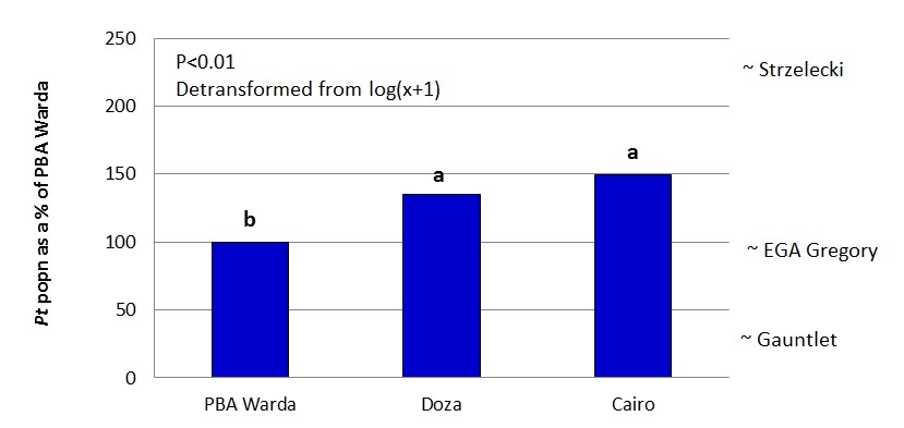 Figure 7.  Comparison of Pt population remaining between faba bean varieties as a % of PBA Warda  2011-2014. The position of the wheat varieties on the RHS of the graph indicate our best current estimate of comparison between these varieties for Pt build-up. This data has been generated where faba beans and wheat have been grown at the same trial site. The experimental variety IX220D/2-5 was included in 2 out of the 6 trials.  Preliminary results indicate that IX220D/2-5 is similar to Doza  and Cairo  in Pt build-up.