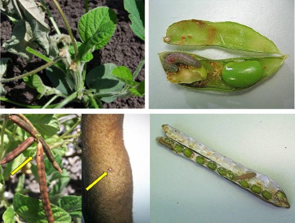 Figure 1. (clockwise from top left) Damaged axilliary buds and stem in vegetative soybeans, Etiella larva in soybean pod showing only 1 seed nearly completely damaged, Etiella larvae in mungbean pod showing multiple seeds partially damaged per larva, Infested mungbean pod (magnified) showing microscopic Etiella entry hole, and damaged pod with clearly visible and much larger larval exit hole.