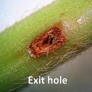 Figure 5. Adult, larvae, parasite and exit hole of Soybean stemfly (Melanagromyza sojae)