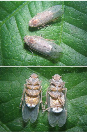 Figure 6. Oteana lubra (Cixiidae)