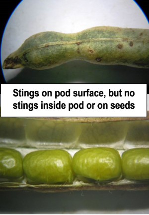 Figure 7. Damage by Oteana lubra showing stings on pod surface, but no stings inside pod or on seeds