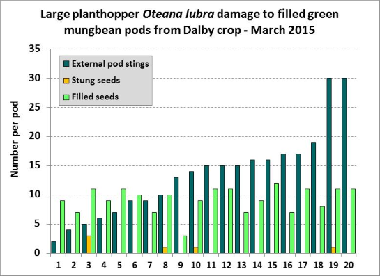 Figure 8. Number of external stings per pod made by planthopper Oteana lubra, ranked from lowest to highest, versus the number of stung seeds, and the total number of filled seeds per pod.  Note the lack of correlation suggesting no impact on yield or quality.