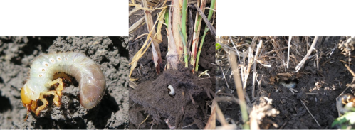 Figure 9. Scarab larva (left), in situ in the roots of sorghum (centre) and wheat (right)