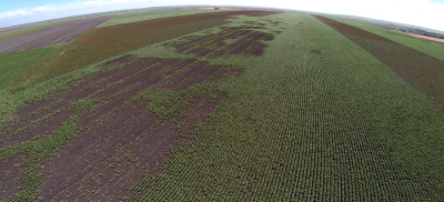 Figure 10. Aerial view of scarab damage to sorghum (2015). 