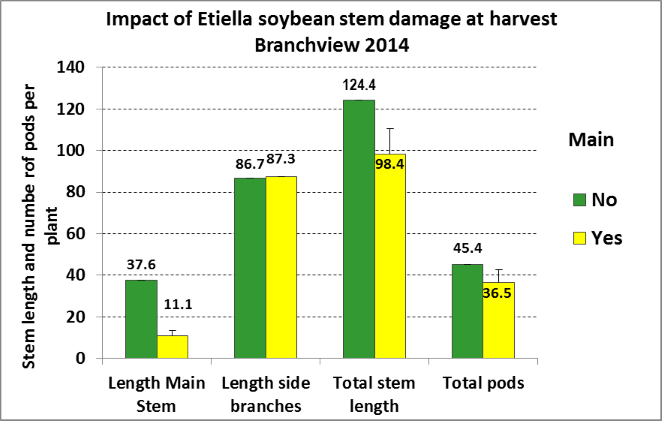 Figure 2.  Impact of Etiella (Etiella behrii) damage to the final size (as measured by stem length and pod numbers) of vegetative soybeans at harvest.  Note that total stem length and total pods were positively correlated (P<0.001).