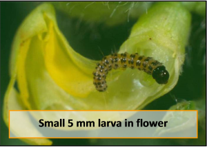 Figure 3. Adult and larva of bean pod border (Maruca vitrata)