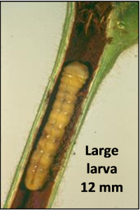 Figure 4. Adult, larva and effect of Lucerne crown borer (Zygrita diva)