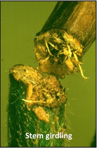 Figure 4. Adult, larva and effect of Lucerne crown borer (Zygrita diva)