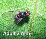 Figure 5. Adult, larvae, parasite and exit hole of Soybean stemfly (Melanagromyza sojae)