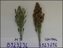 Figure 1. Effect of high temperature on seed set of B923296 (left panel) and contrasting effect for genotype 85G56 (right panel)