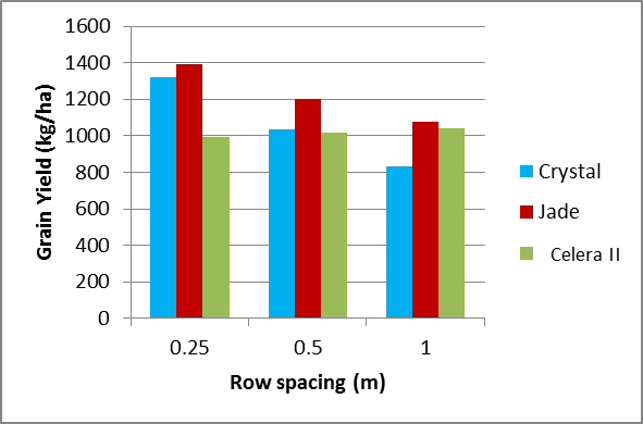 Figure 11. Grain yield of mungbeans at Warra by variety and row spacing treatment (LSD 370kg)