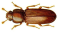 Rust red flour beetle Tribolium castaneum