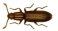 Sawtoothed grain beetle      Oryzaephilus surinamensis