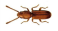 Flat grain beetles & Rusty grain beetle Cryptolestes spp