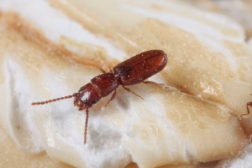 Figure 1.  Rusty grain beetle (RGB) Cryptolestes ferrugineus