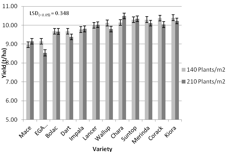 Figure 6. Wheat variety and plant density interaction on grain yield at LFS, 2014.