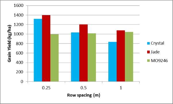 Figure 5. Grain yield of mungbeans at Warra by variety and row spacing treatment (LSD 5% 370)