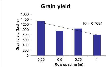 Figure 12. Row spacing treatment effect on soybeans at Kingsthorpe