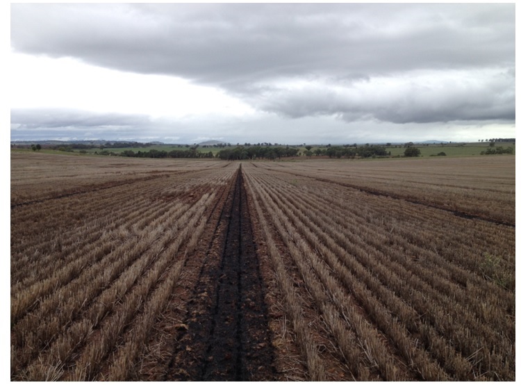 Figure 2. 4.5T/Ha Hindmarsh barley stubble windrow burnt 22nd March 2014. Photo taken 27th March 2014