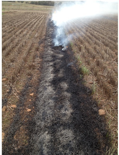 Figure 3. 4.5T/ha Hindmarsh barley stubble windrow being burnt on 26th April 2014. Weather conditions: 23 degrees C, 55% humidity. The soil surface and windrows were wet from 0.5mm rain previous day and 49mm total rainfall since 4th April 2014.