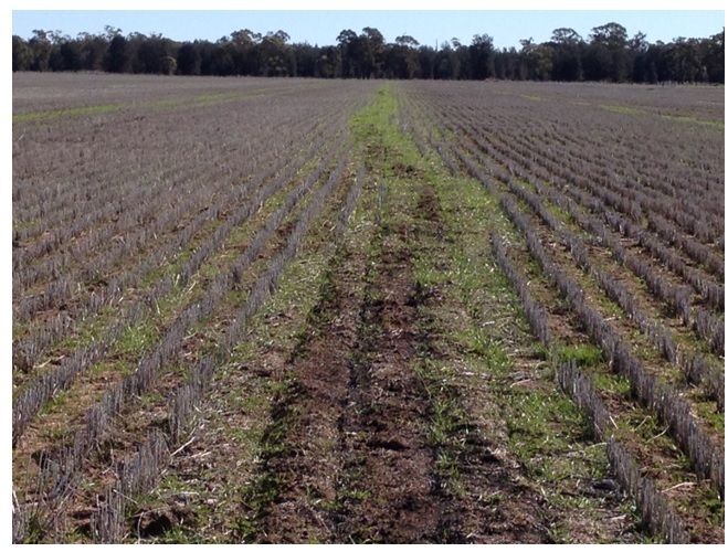 Figure 5. A burnt windrow demonstrating unacceptable control in the background possibly due to less than ideal weather conditions at burning leading to lower temperatures, duration and incomplete burning of the chaff fraction containing the majority of weed’s seeds.