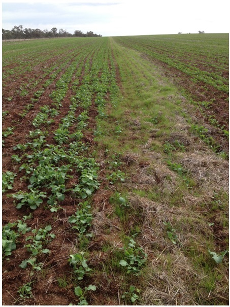 Figure 6. Concentrated, high populations of ryegrass in an unburnt windrow after paddock has been sown to canola without any pre-emergent herbicides.  Burroway July 2013