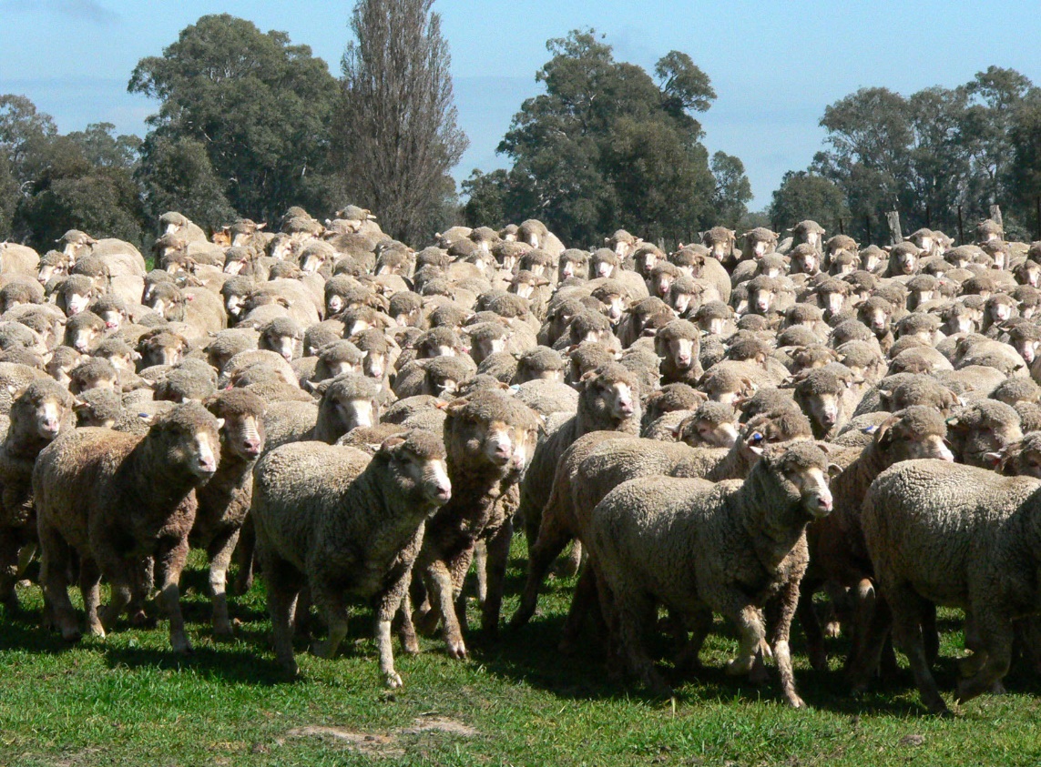 Figure 2: Genetic benchmarking helps businesses determine which sheep are costing them money.