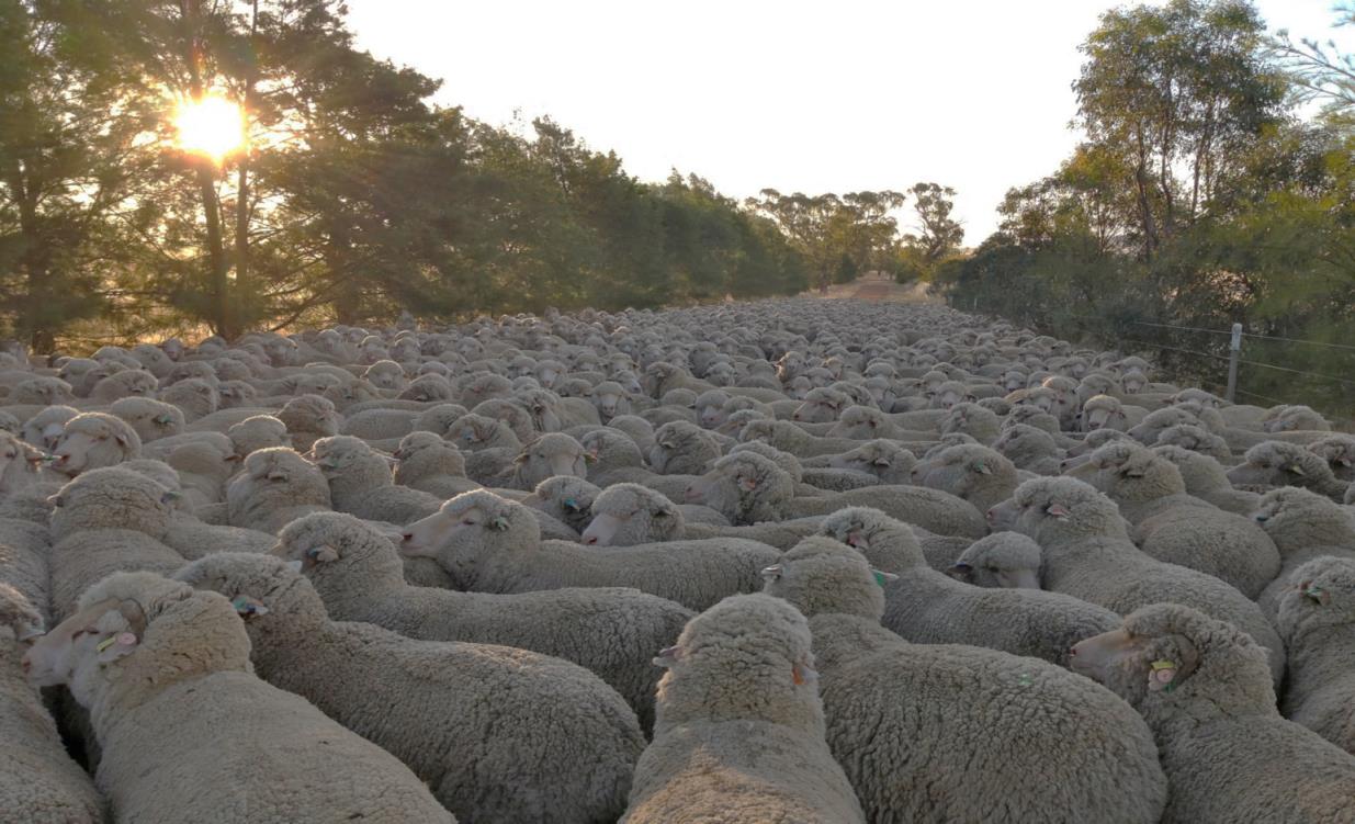 Figure 4: 750 wool challenge wethers representing 50 entrants from New South Wales, Victoria and Western Australia.