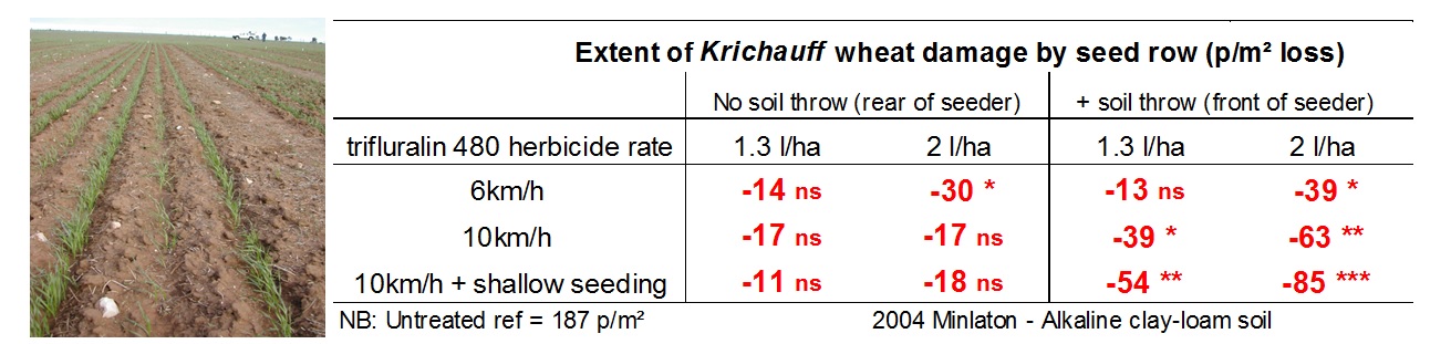 Figure 1. Visual crop damage from trifluralin due to soil throw (left) and associated seedling losses by seed row, influenced by rate, speed and shallow seed placement (right) (Source: Desbiolles 2004).